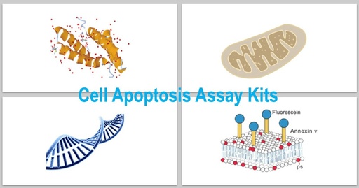 [KS-CELL-311] Annexin V – APC/ Cyanine7/ 7-AAD Apoptosis Assay Kit